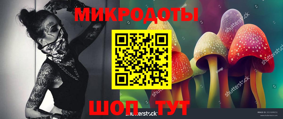 Галлюциногенные грибы Psilocybine cubensis Калининград